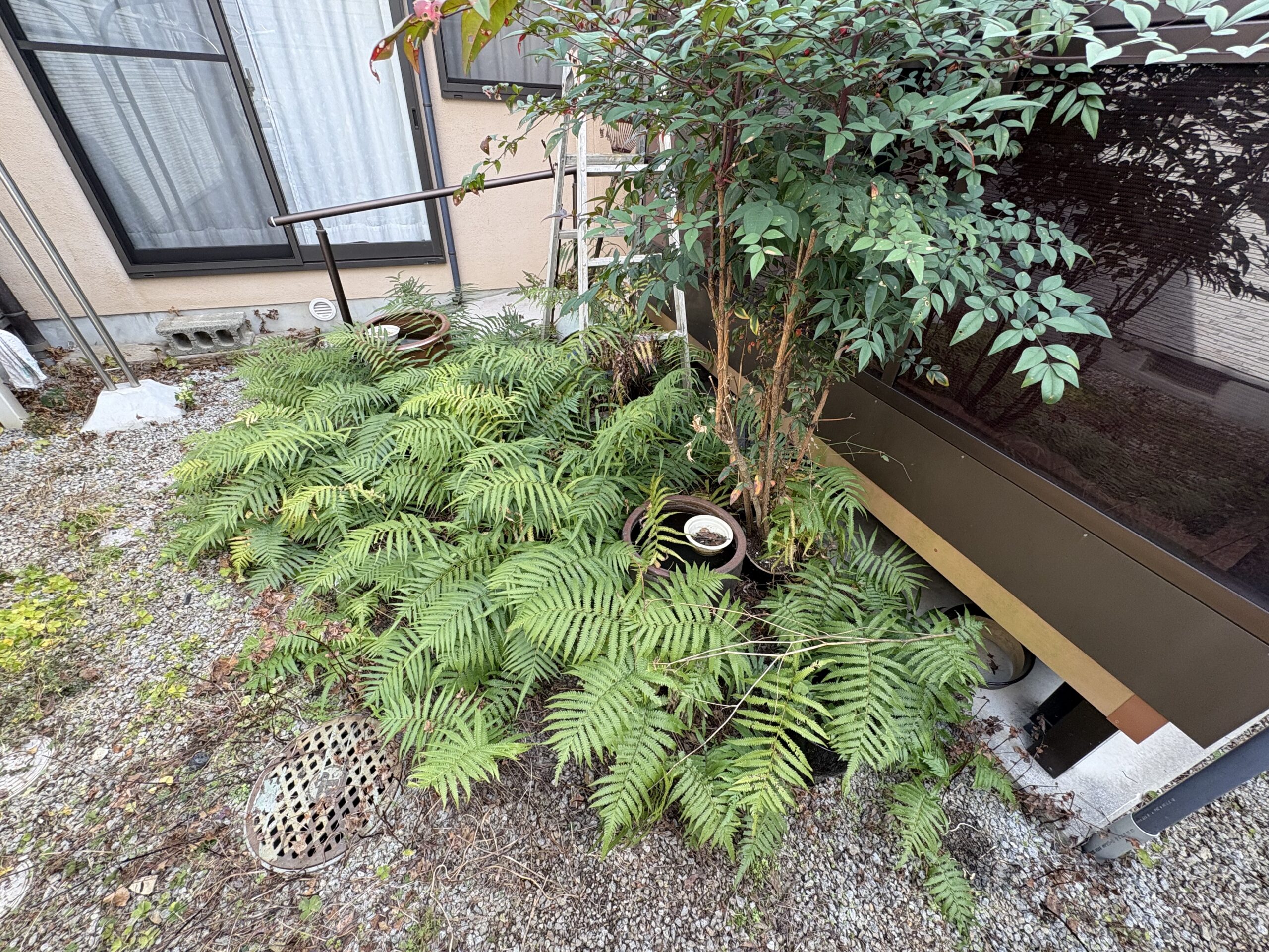 【高松市】オールクリーンサービス　剪定、草抜き・草処分